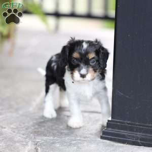 Blake, Cavapoo Puppy